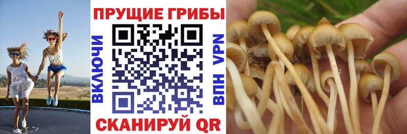 Псилоцибиновые грибы прущие грибы  kraken ссылки  Лобня 